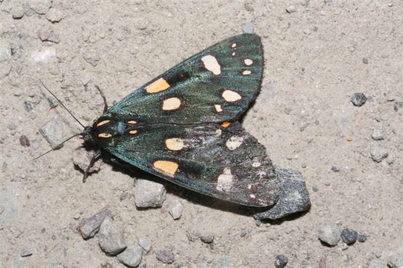 Lepidotteri romagnoli da determinare